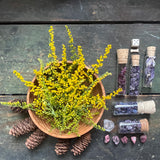 Goldenrod // Seasonal Allergies and UTI Support