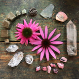 Echinacea // Immune Booster